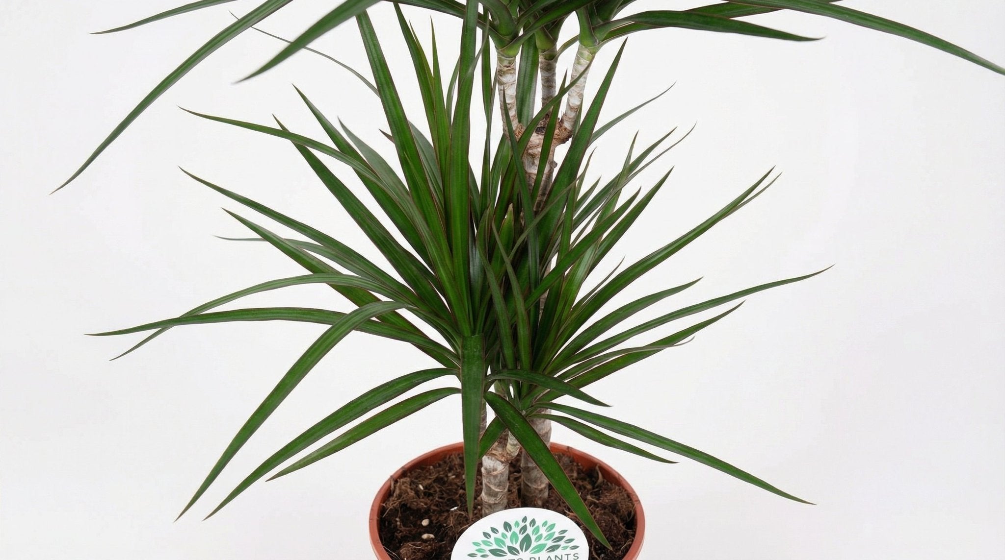 Dracaena Marginata P 17 H 75 cm - 15841 - PlantenShop24