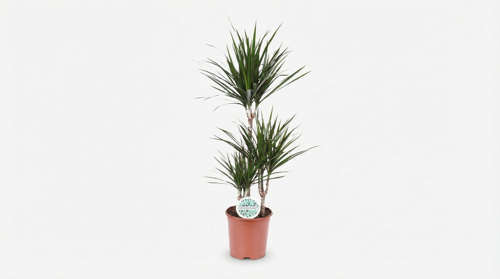 Dracaena Marginata P 21 H 95 cm - 3025 - PlantenShop24