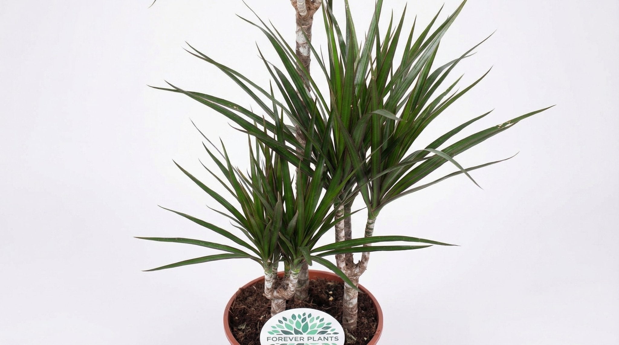 Dracaena Marginata P 21 H 95 cm - 3025 - PlantenShop24