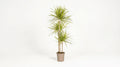 Dracaena Marginata 'Sunray' H 130 tot 150 cm - 39789 - PlantenShop24
