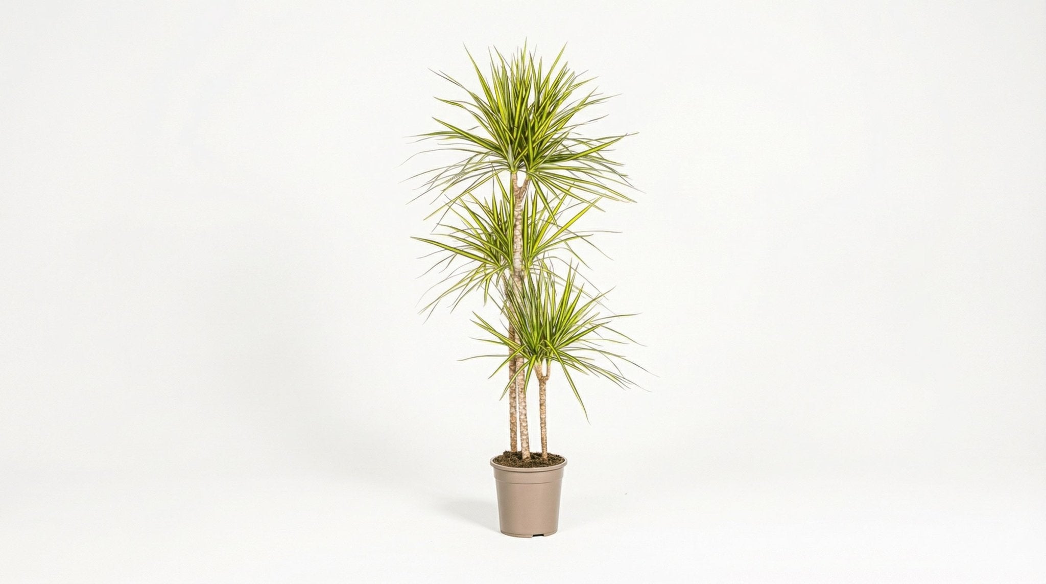 Dracaena Marginata 'Sunray' H 130 tot 150 cm - 39789 - PlantenShop24