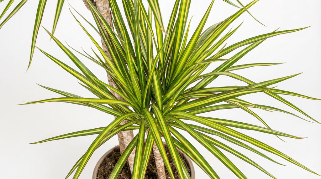 Dracaena Marginata 'Sunray' H 130 tot 150 cm - 39789 - PlantenShop24