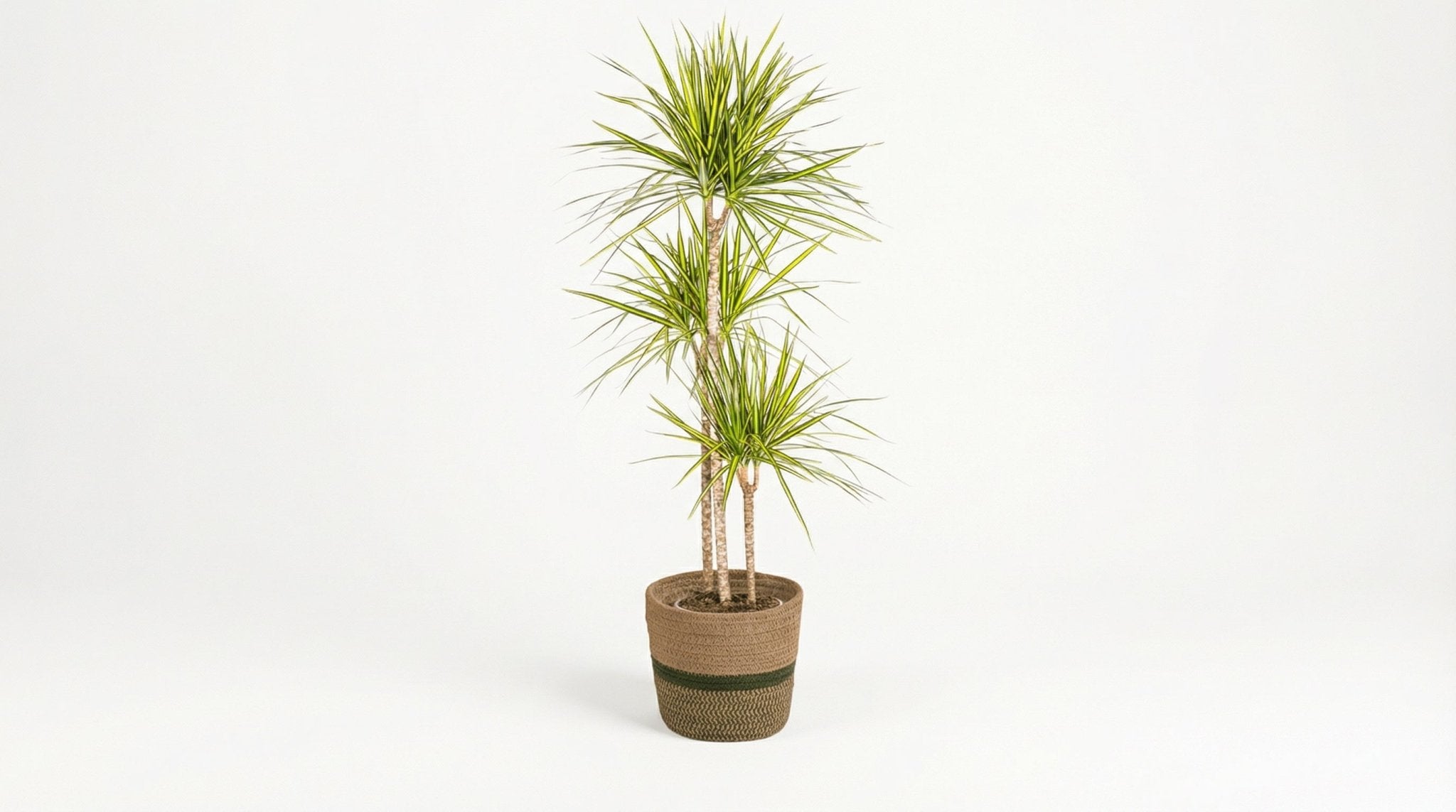 Dracaena Marginata 'Sunray' (met mand) P 24 H 130 tot 150 cm - 48777 - PlantenShop24
