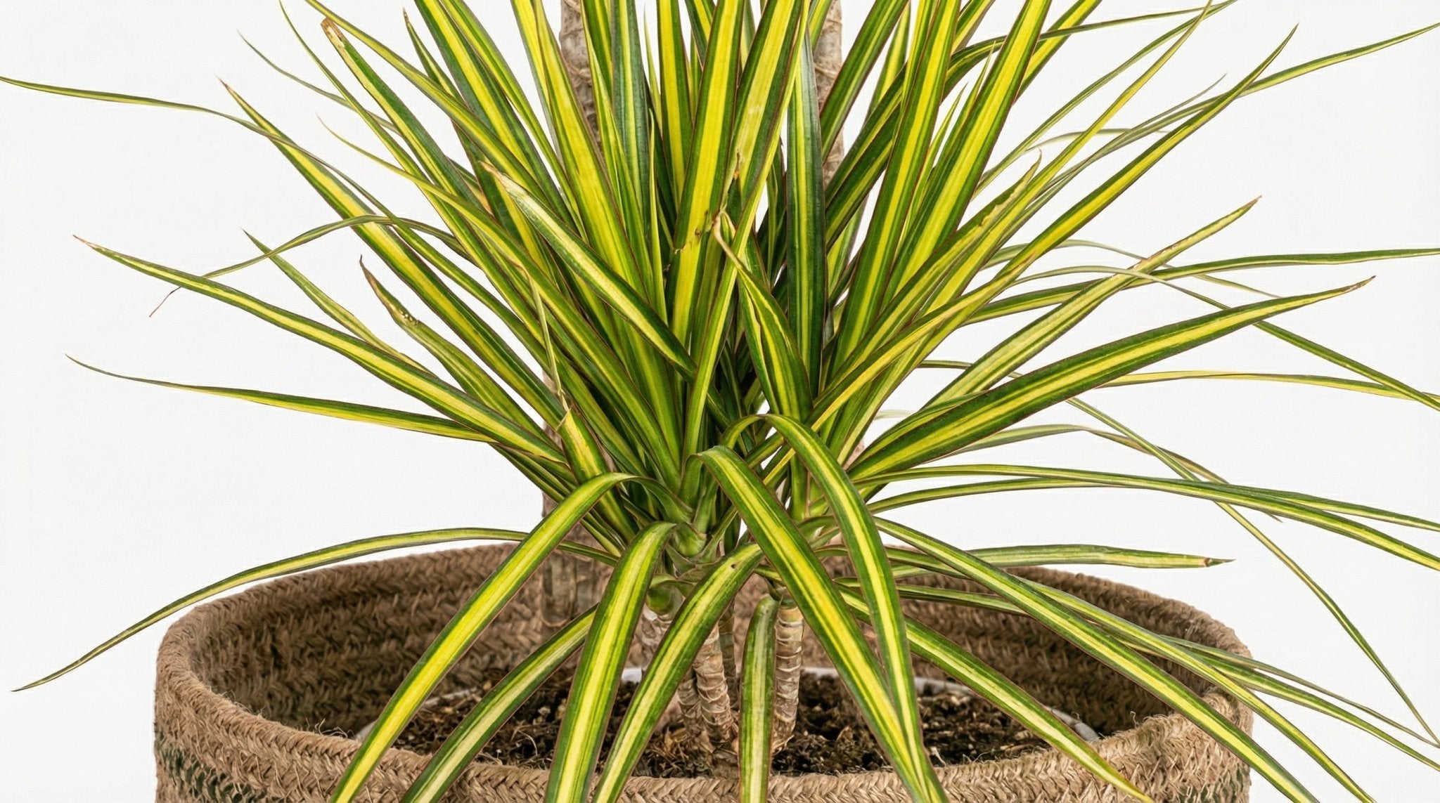 Dracaena Marginata 'Sunray' (met mand) P 24 H 130 tot 150 cm - 48777 - PlantenShop24