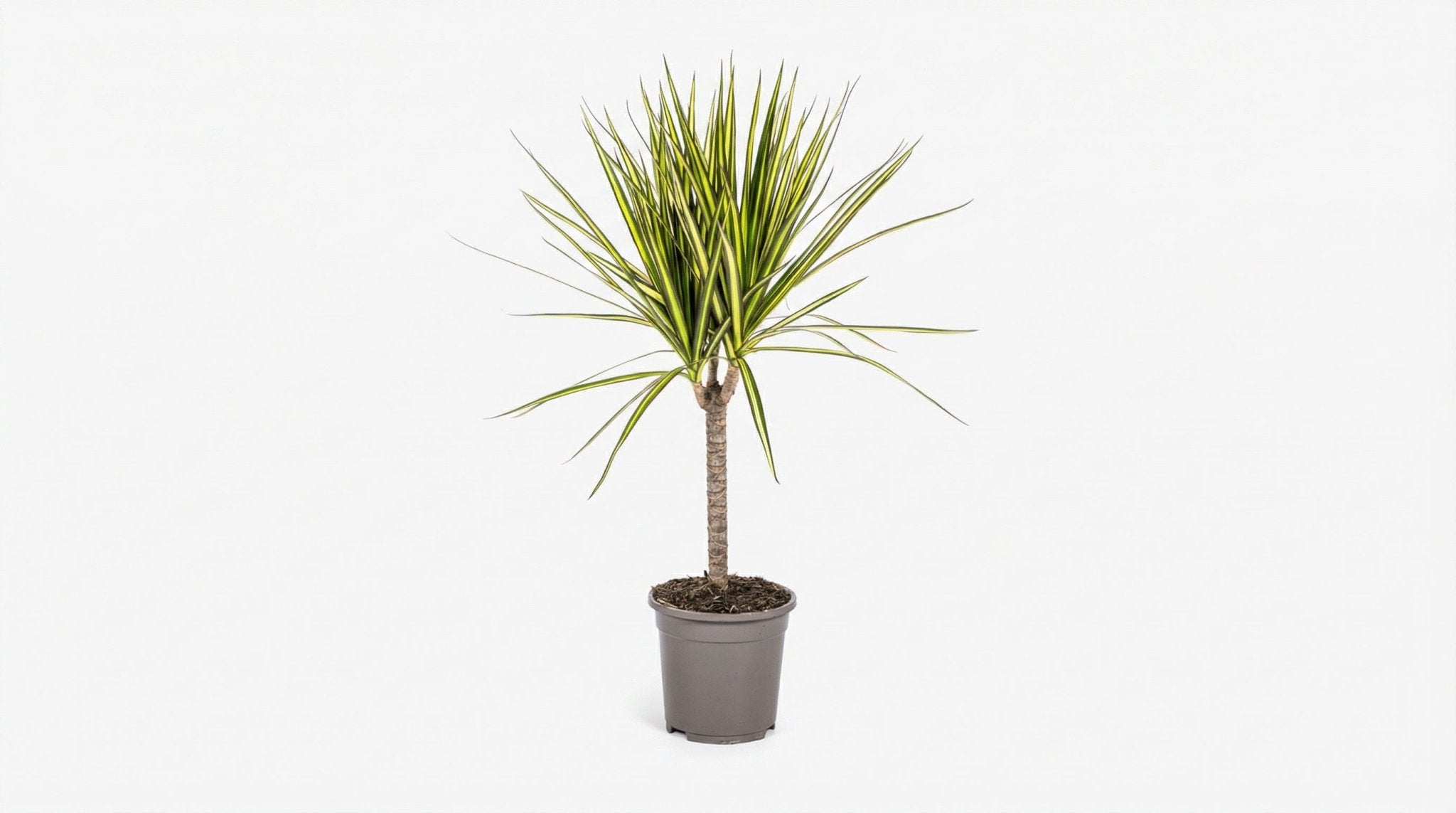 Dracaena Marginata 'Sunray' P 17 H 60 tot 80 cm - 46295 - PlantenShop24