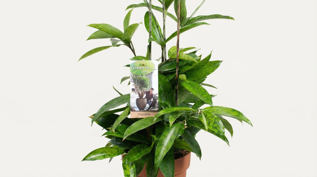 Dracaena Surculosa P 17 H 55 cm - 9657 - PlantenShop24