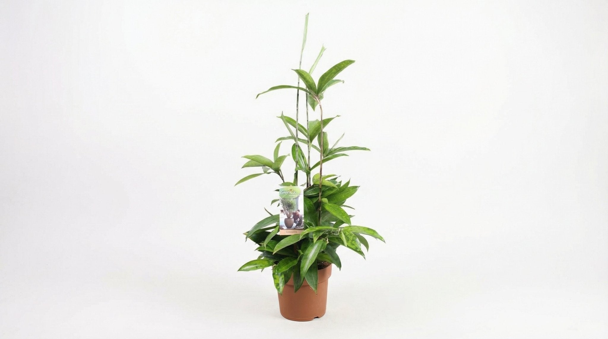 Dracaena Surculosa P 17 H 55 cm - 9657 - PlantenShop24