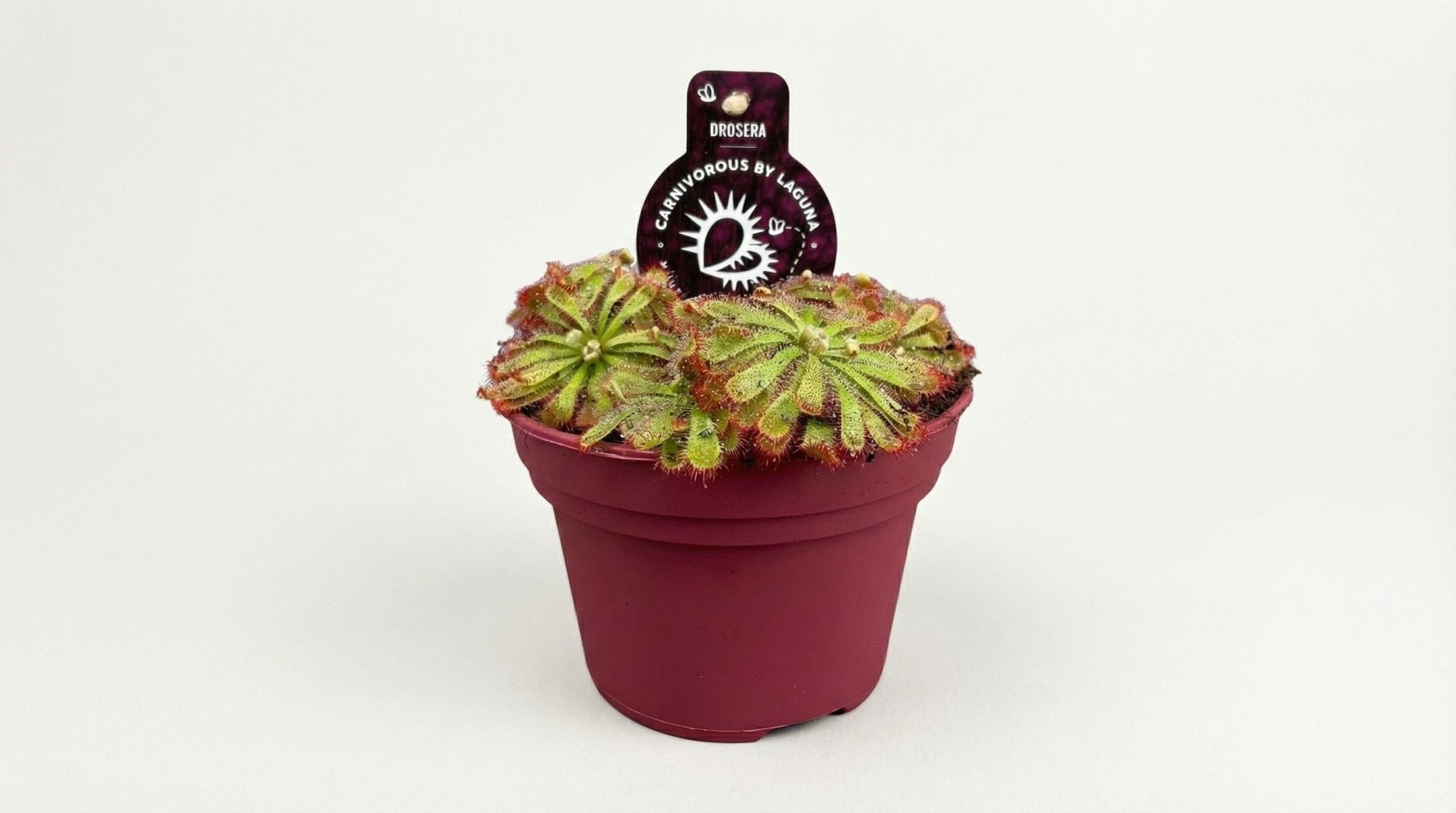 Drosera Aliciae P 12 H 12 cm - 13932 - PlantenShop24