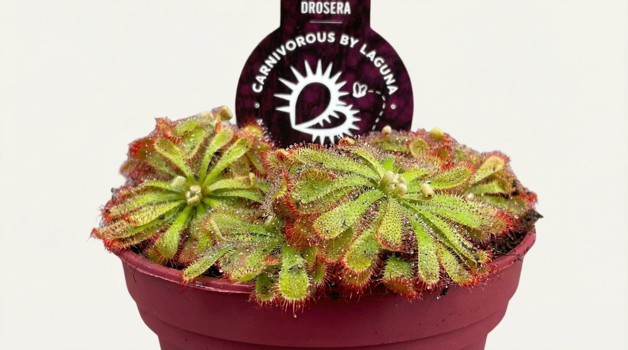 Drosera Aliciae P 12 H 12 cm - 13932 - PlantenShop24