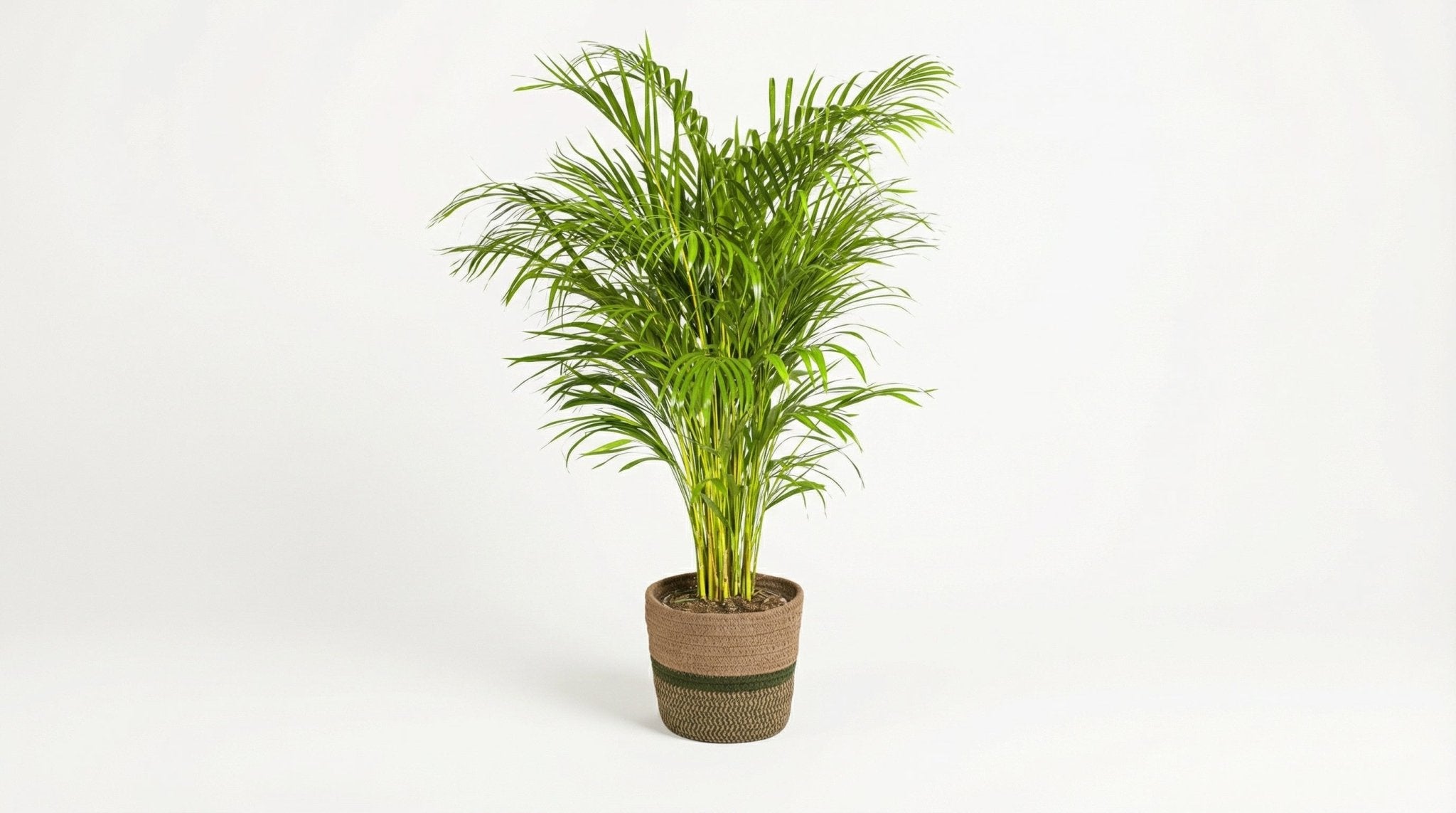 Dypsis Areca Lutescens 'Goudpalm' (met mand) P 24 H 120 tot 140 cm - 48788 - PlantenShop24