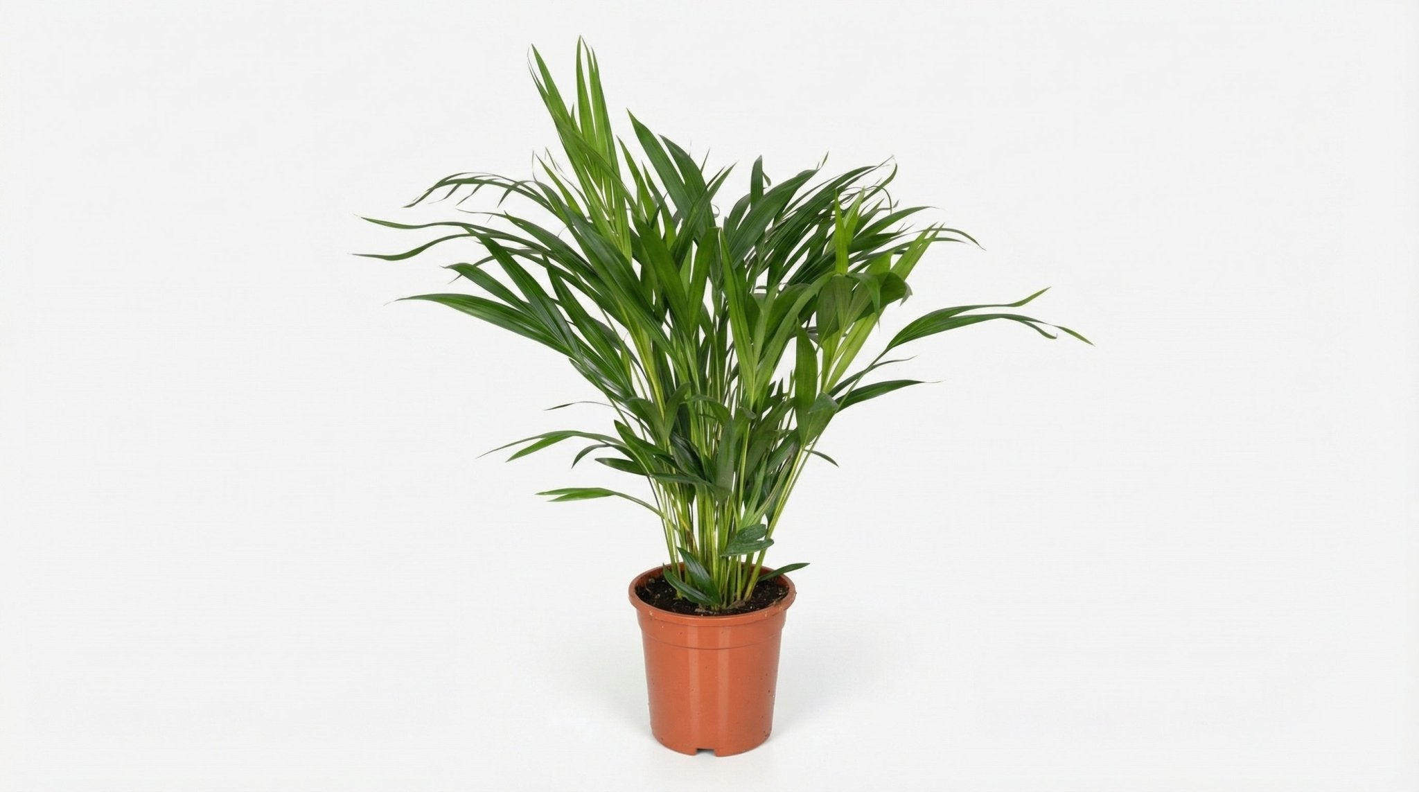 Dypsis Areca Lutescens P 17 H 60 cm - 3001 - PlantenShop24