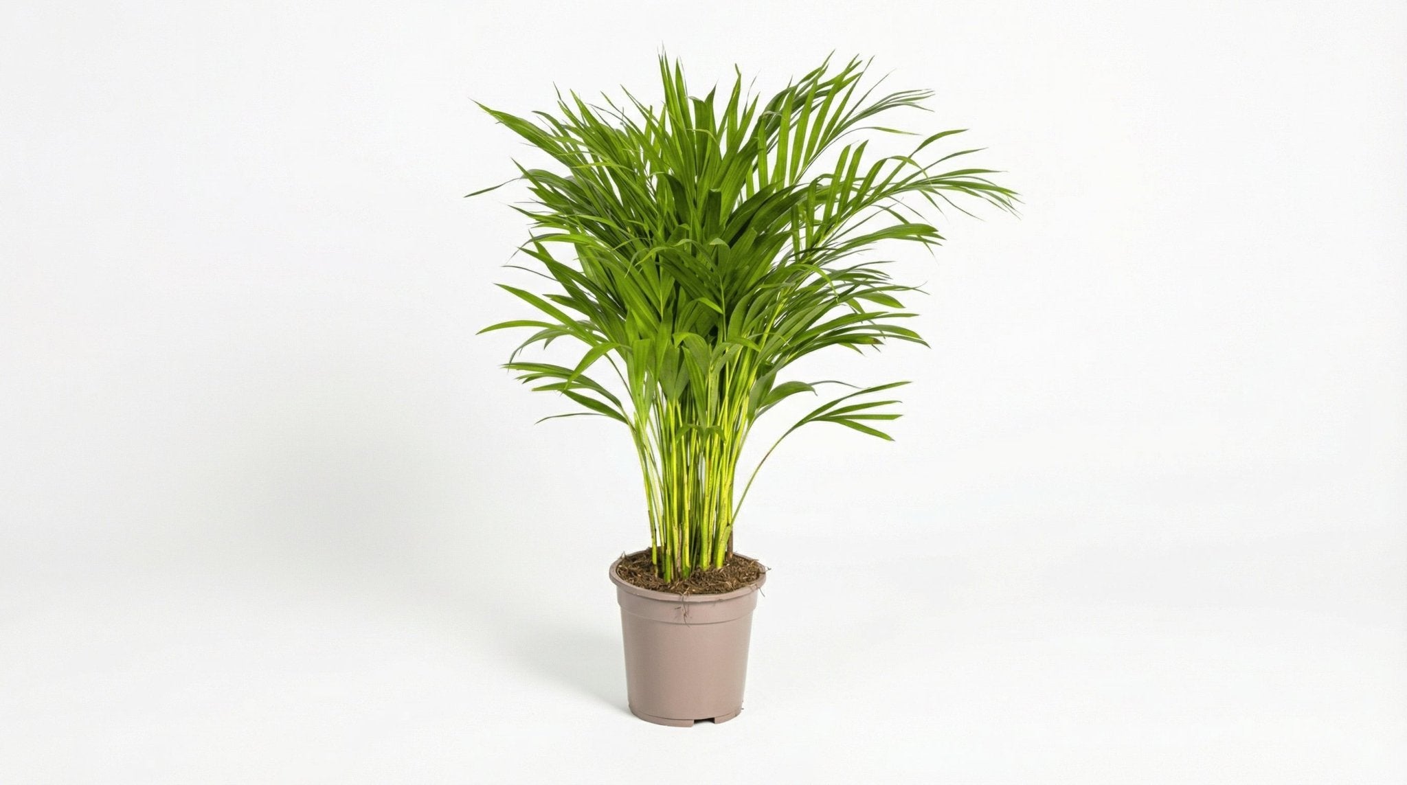 Dypsis Areca Lutescens P 19 H 80 tot 100 cm - 39791 - PlantenShop24