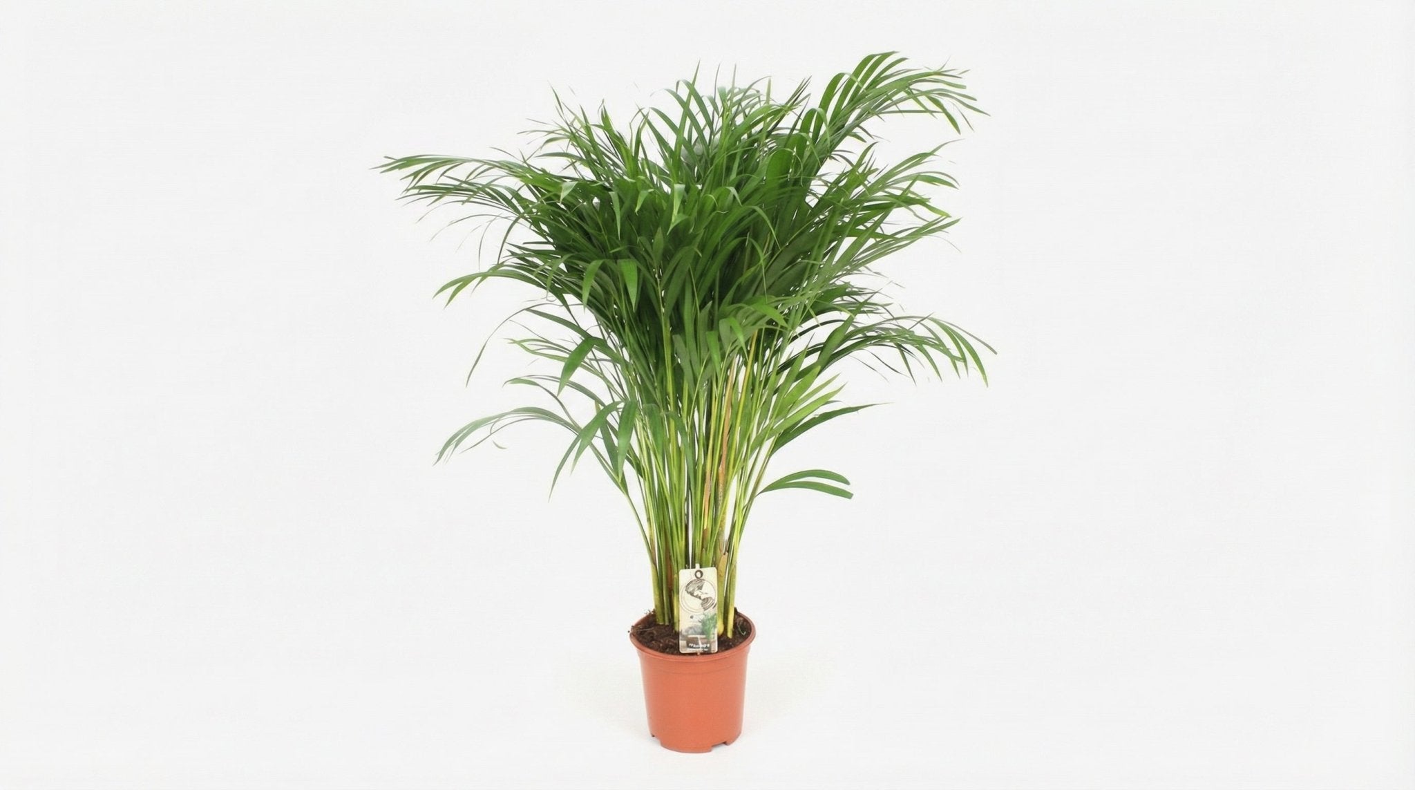 Dypsis Areca Lutescens P 21 H 110 cm - 3002 - PlantenShop24