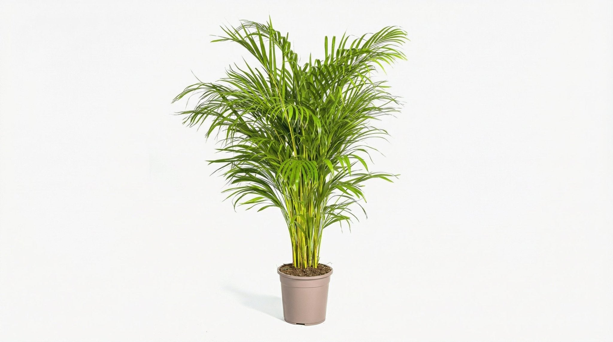 Dypsis Areca Lutescens P 24 H 120 tot 140 cm - 39795 - PlantenShop24