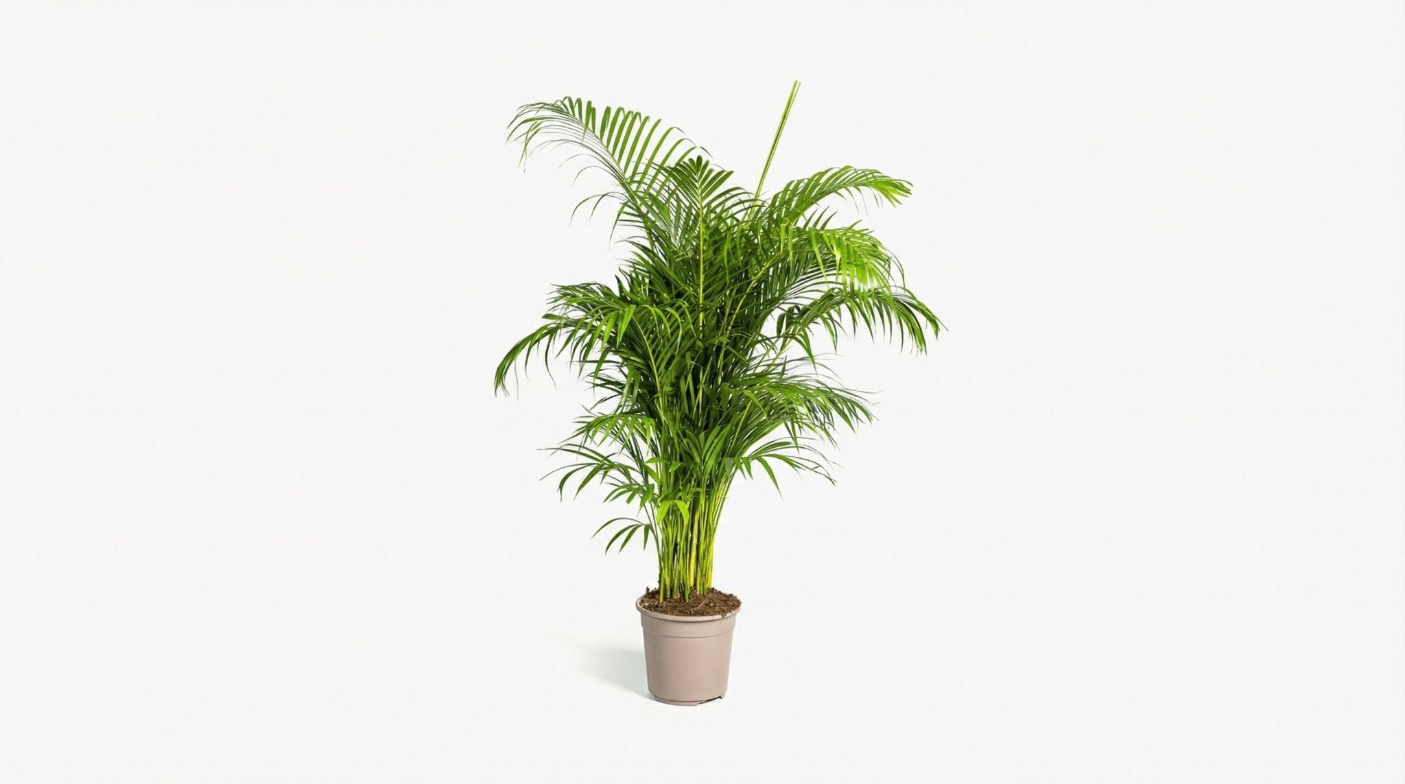 Dypsis Areca Lutescens P 27 H 150 tot 170 cm - 45266 - PlantenShop24