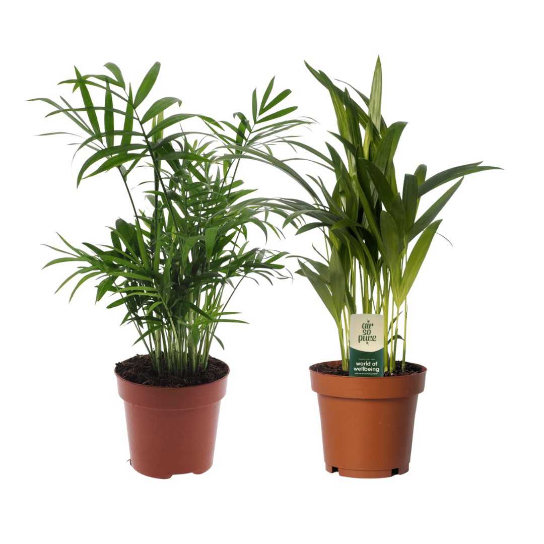 Dypsis Lutescens/Chamadorea Duo (2 stuks) P 12 H 40 cm - 30528 - PlantenShop24