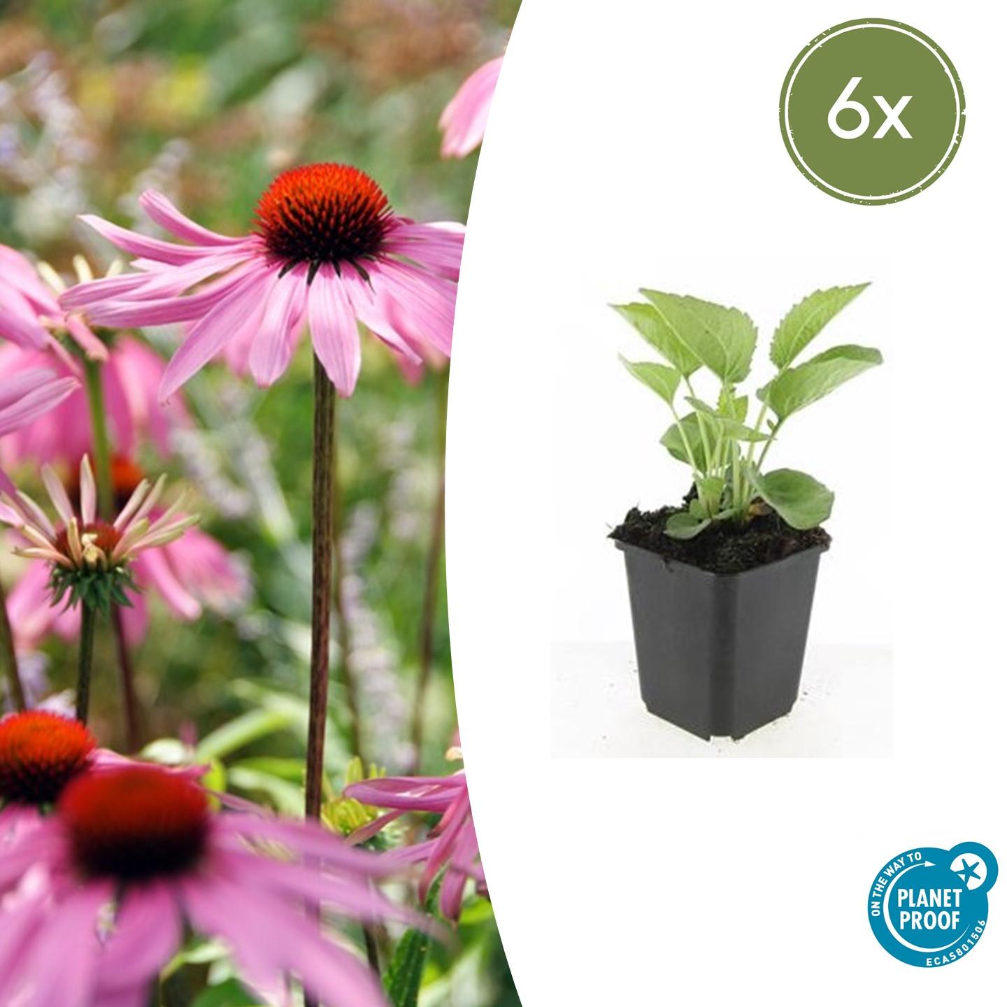 Echinacea p. 'Magnus' potmaat 9 cm hoogte 10 tot 25 cm - 47682 - PlantenShop24