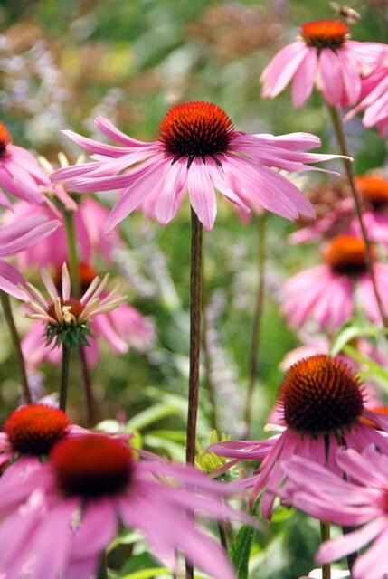 Echinacea p. 'Magnus' potmaat 9 cm hoogte 10 tot 25 cm - 47688 - PlantenShop24