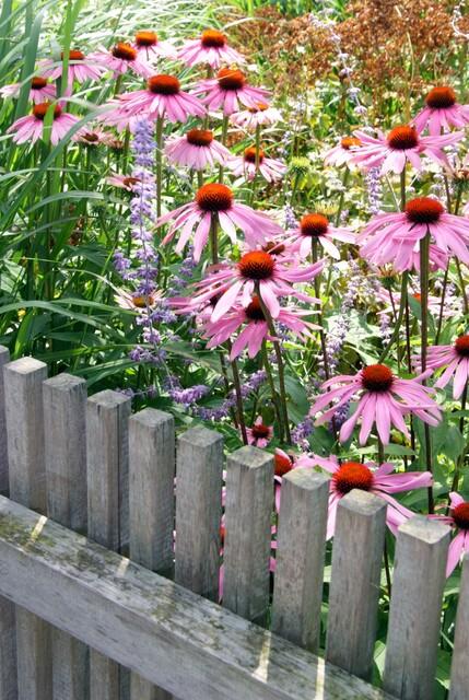 Echinacea p. 'Magnus' potmaat 9 cm hoogte 10 tot 25 cm - 47688 - PlantenShop24