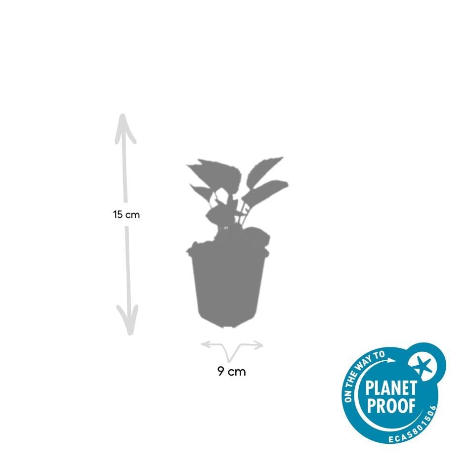Echinacea p. 'Magnus' potmaat 9 cm hoogte 10 tot 25 cm - 47688 - PlantenShop24