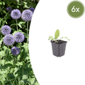 Echinops ritro potmaat 9 cm hoogte 10 tot 25 cm - 56088 - PlantenShop24