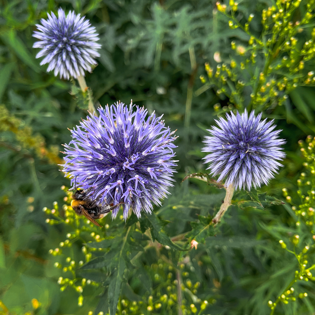 Echinops ritro potmaat 9 cm hoogte 10 tot 25 cm - 56092 - PlantenShop24