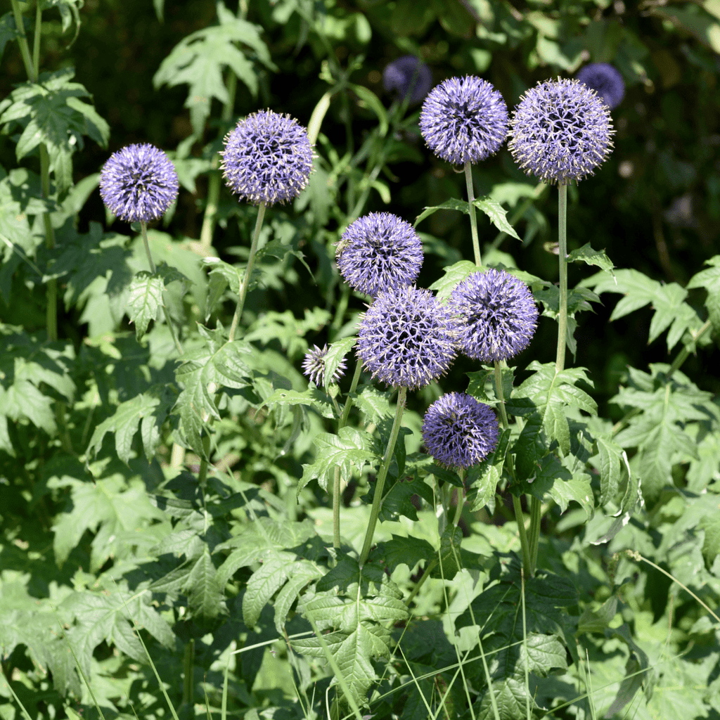 Echinops ritro potmaat 9 cm hoogte 10 tot 25 cm - 56092 - PlantenShop24