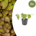 Epimedium perralc. 'Frohnleiten' potmaat 9 cm hoogte 10 tot 25 cm - 56093 - PlantenShop24