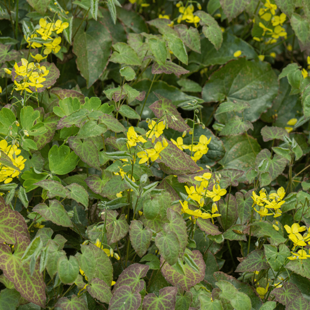 Epimedium perralc. 'Frohnleiten' potmaat 9 cm hoogte 10 tot 25 cm - 56097 - PlantenShop24