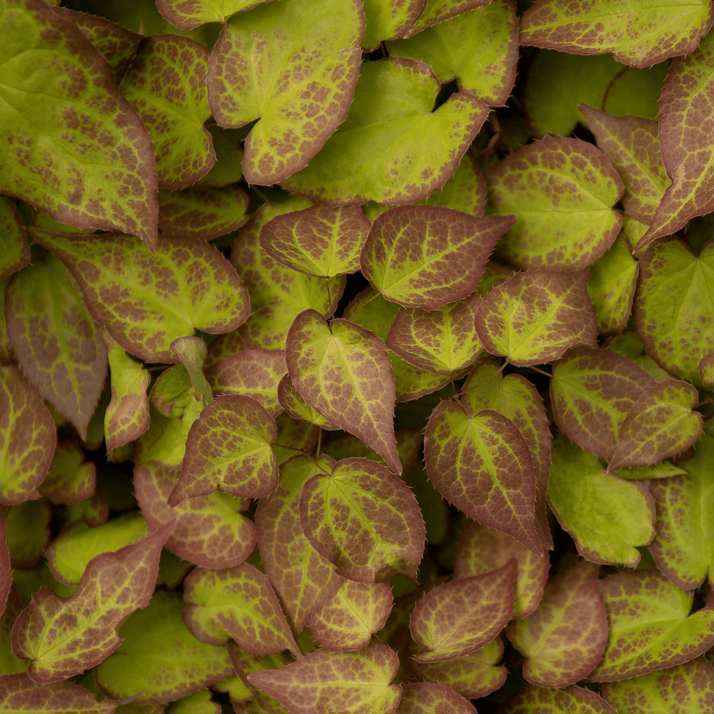 Epimedium perralc. 'Frohnleiten' potmaat 9 cm hoogte 10 tot 25 cm - 56097 - PlantenShop24