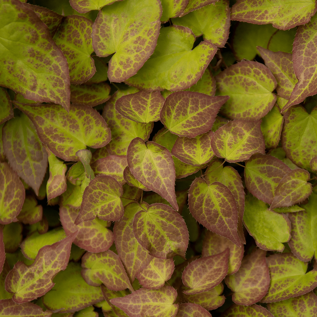 Epimedium perralc. 'Frohnleiten' potmaat 9 cm hoogte 10 tot 25 cm - 56097 - PlantenShop24