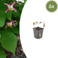 Epimedium rubrum potmaat 9 cm hoogte 10 tot 25 cm - 56098 - PlantenShop24