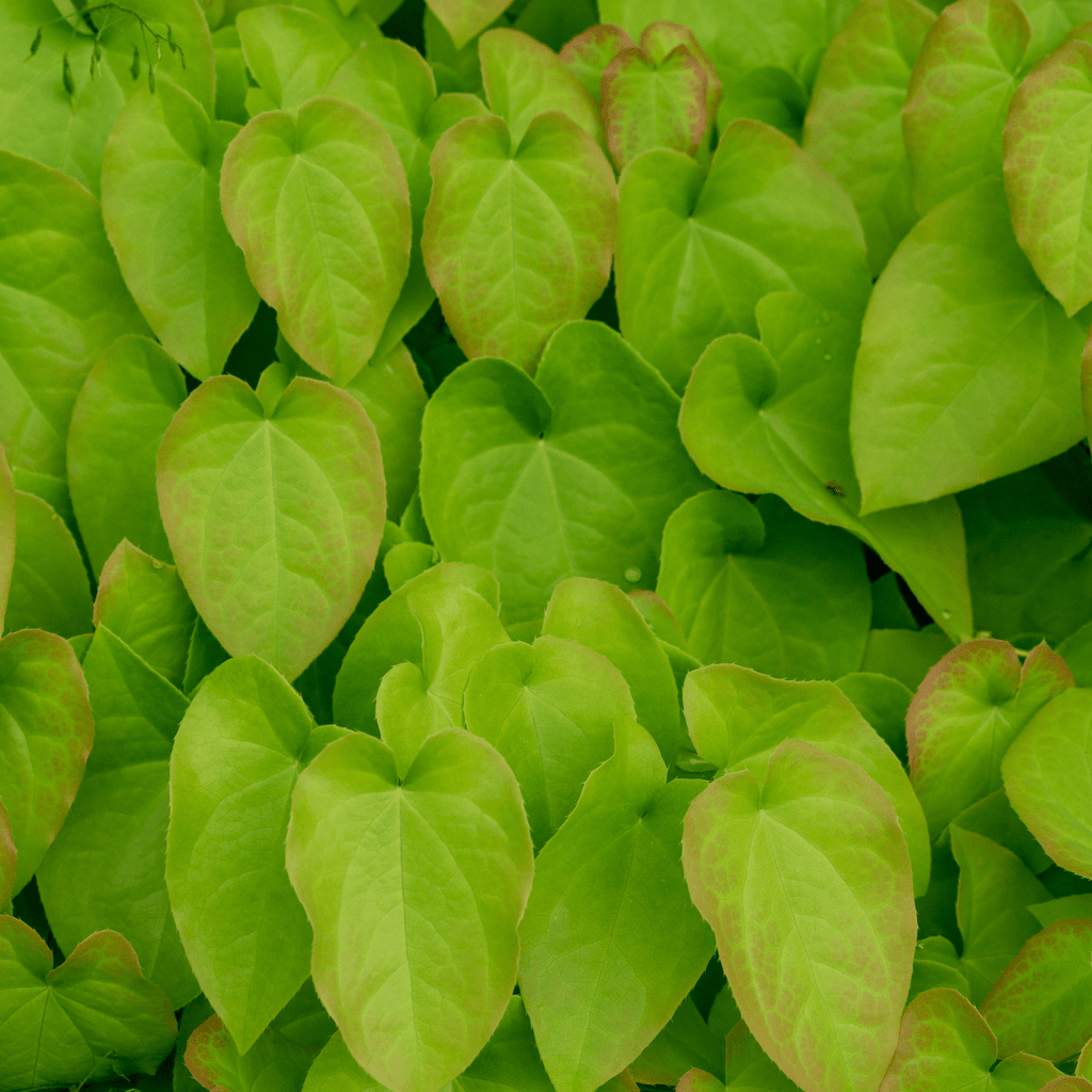 Epimedium rubrum potmaat 9 cm hoogte 10 tot 25 cm - 56102 - PlantenShop24