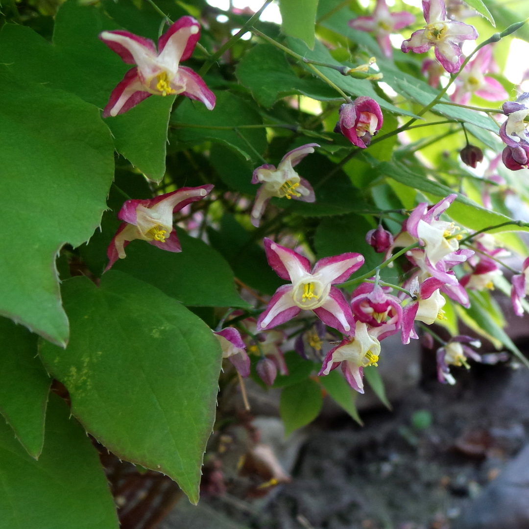 Epimedium rubrum potmaat 9 cm hoogte 10 tot 25 cm - 56102 - PlantenShop24