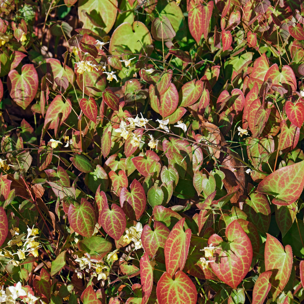 Epimedium y. 'Niveum' potmaat 9 cm hoogte 10 tot 25 cm - 56107 - PlantenShop24
