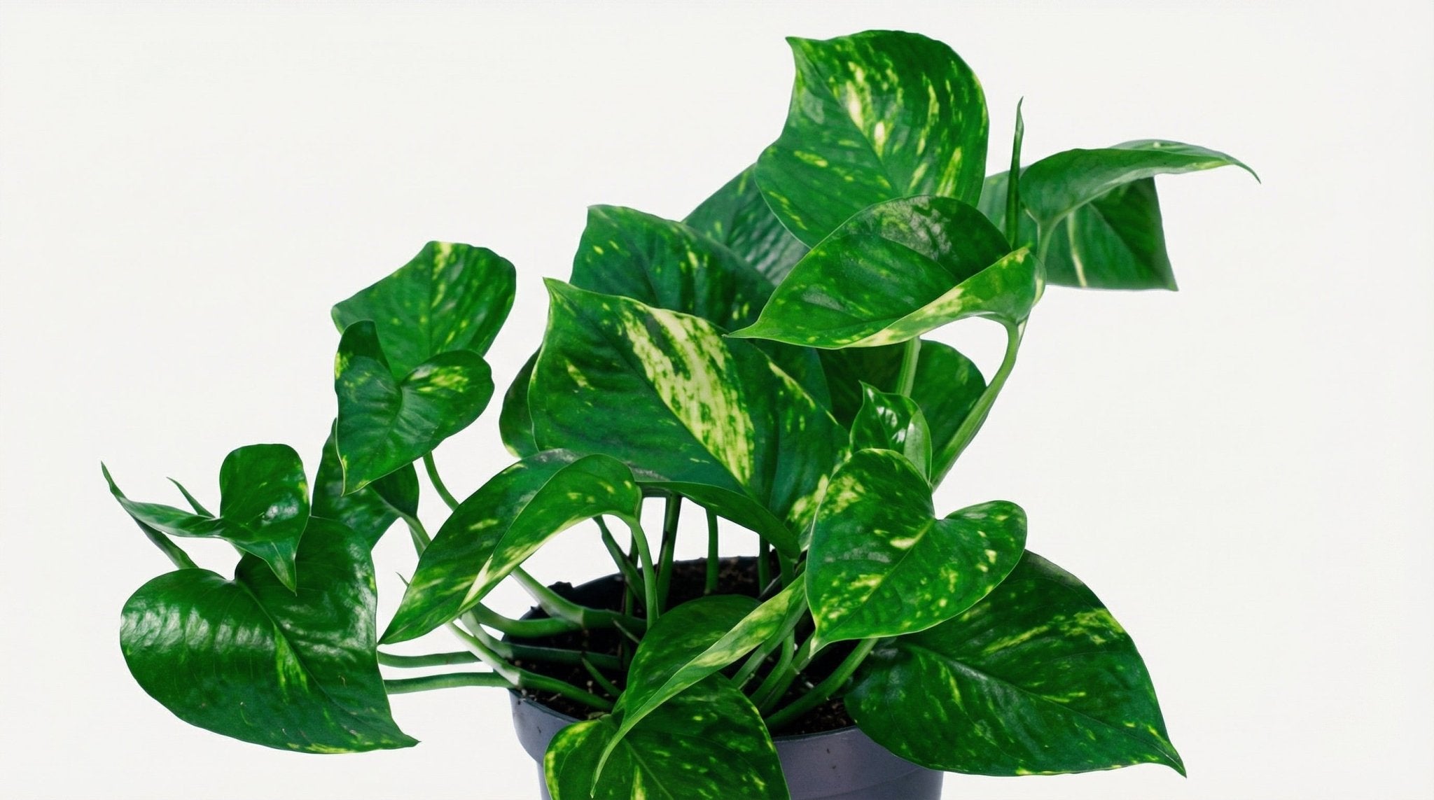 Epipremnum Aureum P 12 H 20 cm - 2866 - PlantenShop24