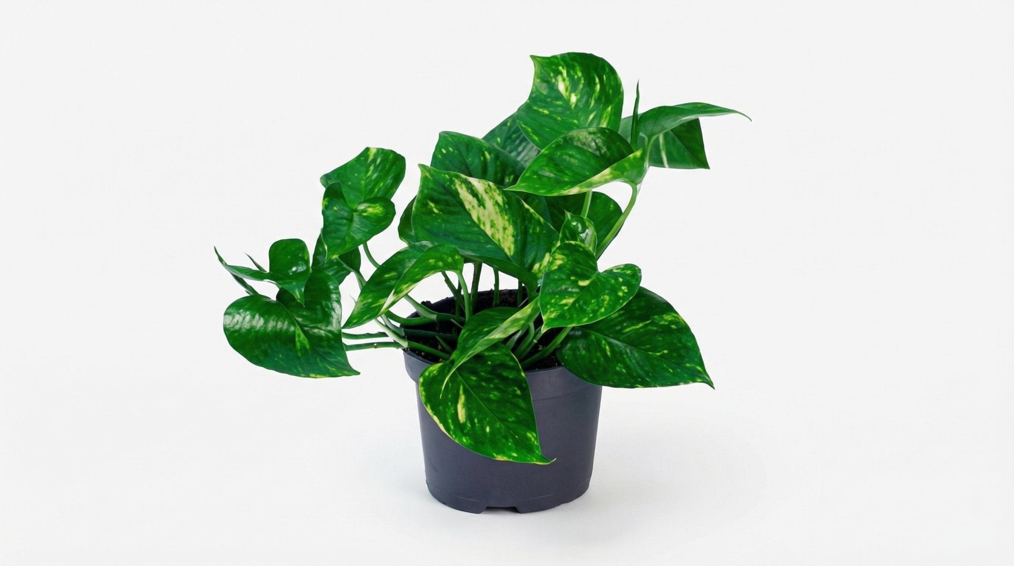 Epipremnum Aureum P 12 H 20 cm - 2866 - PlantenShop24