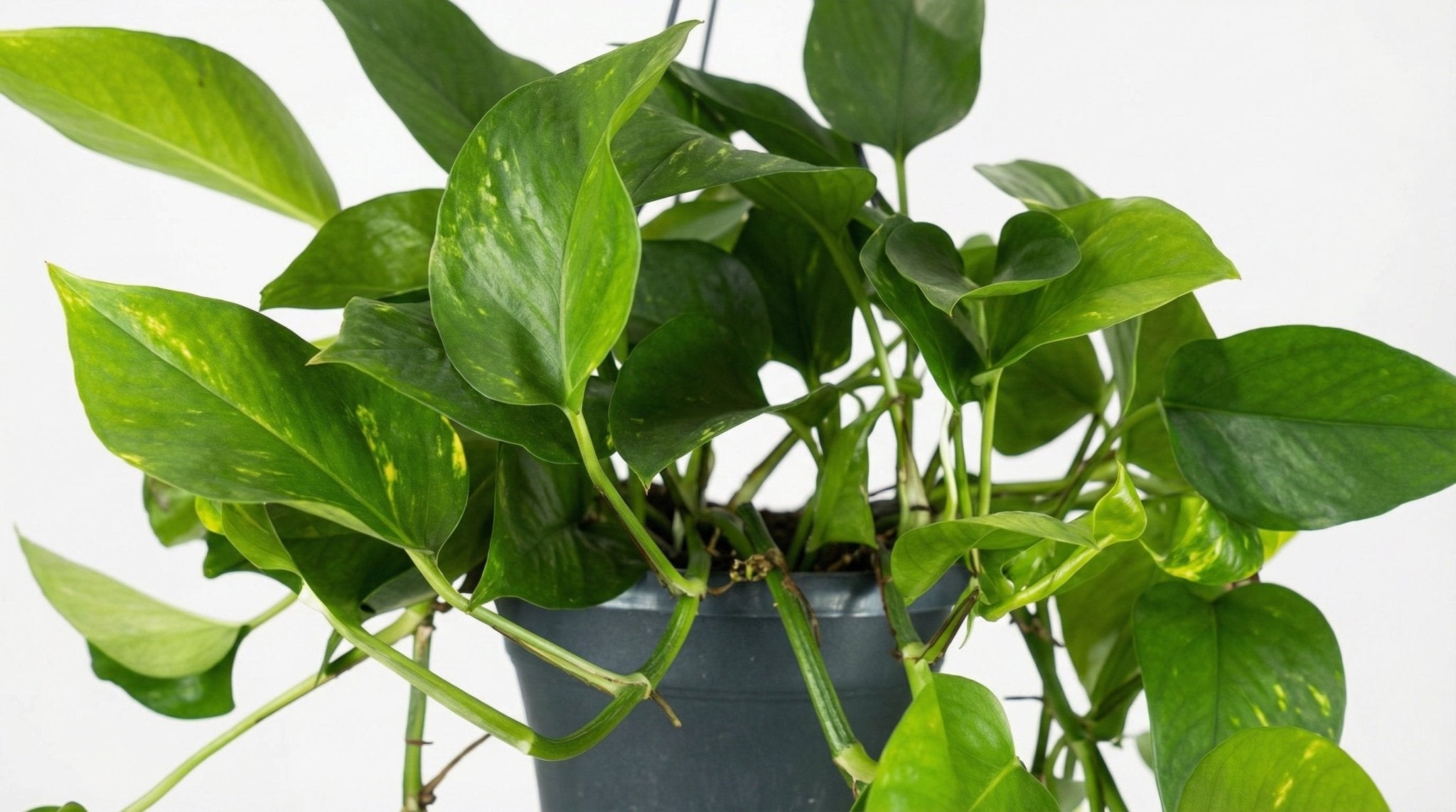 Epipremnum Aureum P 15 H 25 cm - 2869 - PlantenShop24