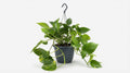 Epipremnum Aureum P 15 H 25 cm - 2869 - PlantenShop24