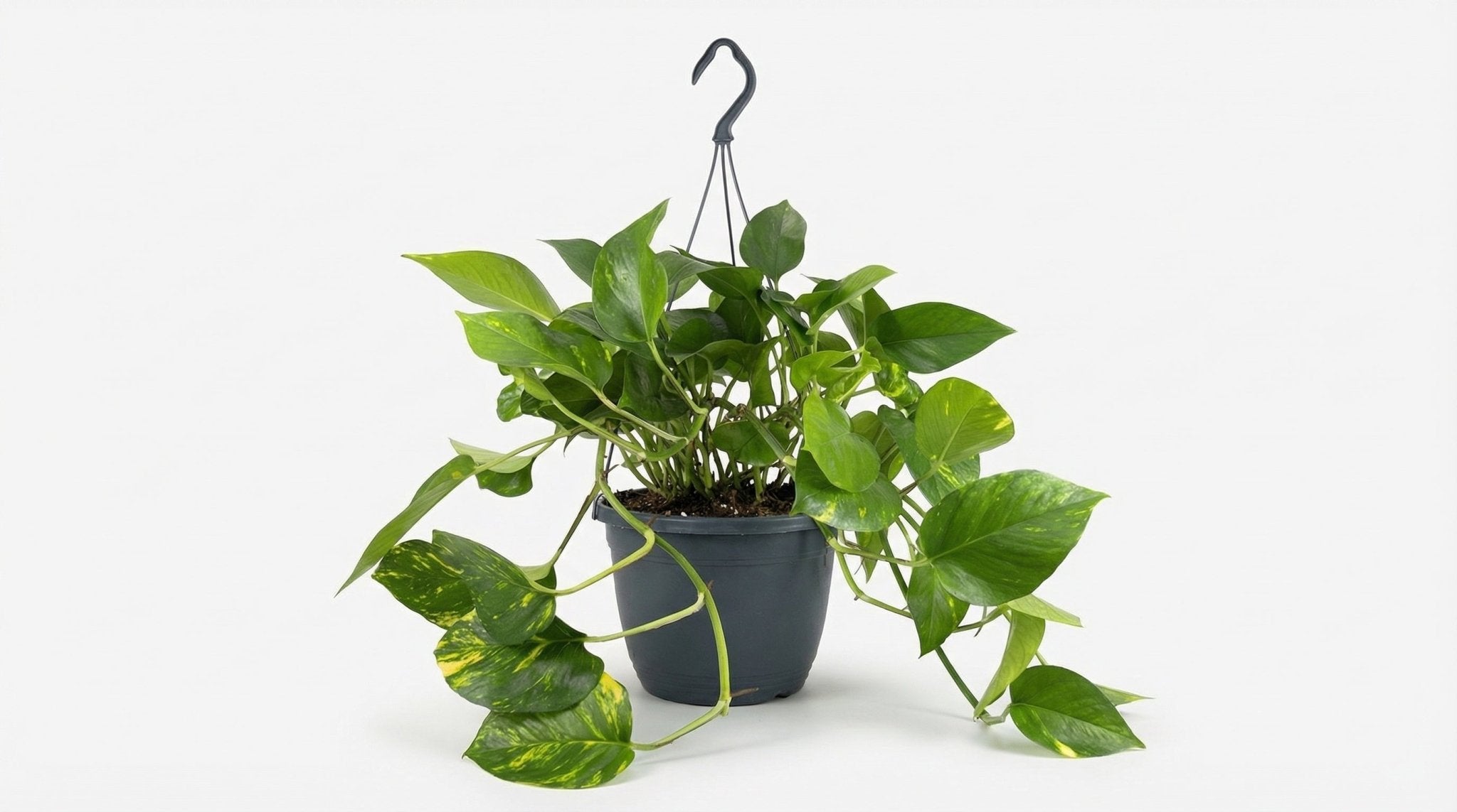 Epipremnum Aureum P 15 H 25 cm - 2869 - PlantenShop24