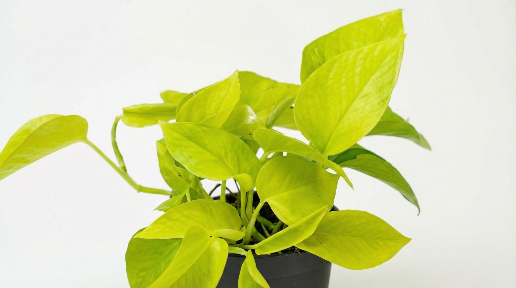Epipremnum Golden Pothos Scindapsus P 12 H 15 cm - 2872 - PlantenShop24