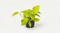 Epipremnum Golden Pothos Scindapsus P 12 H 15 cm - 2872 - PlantenShop24