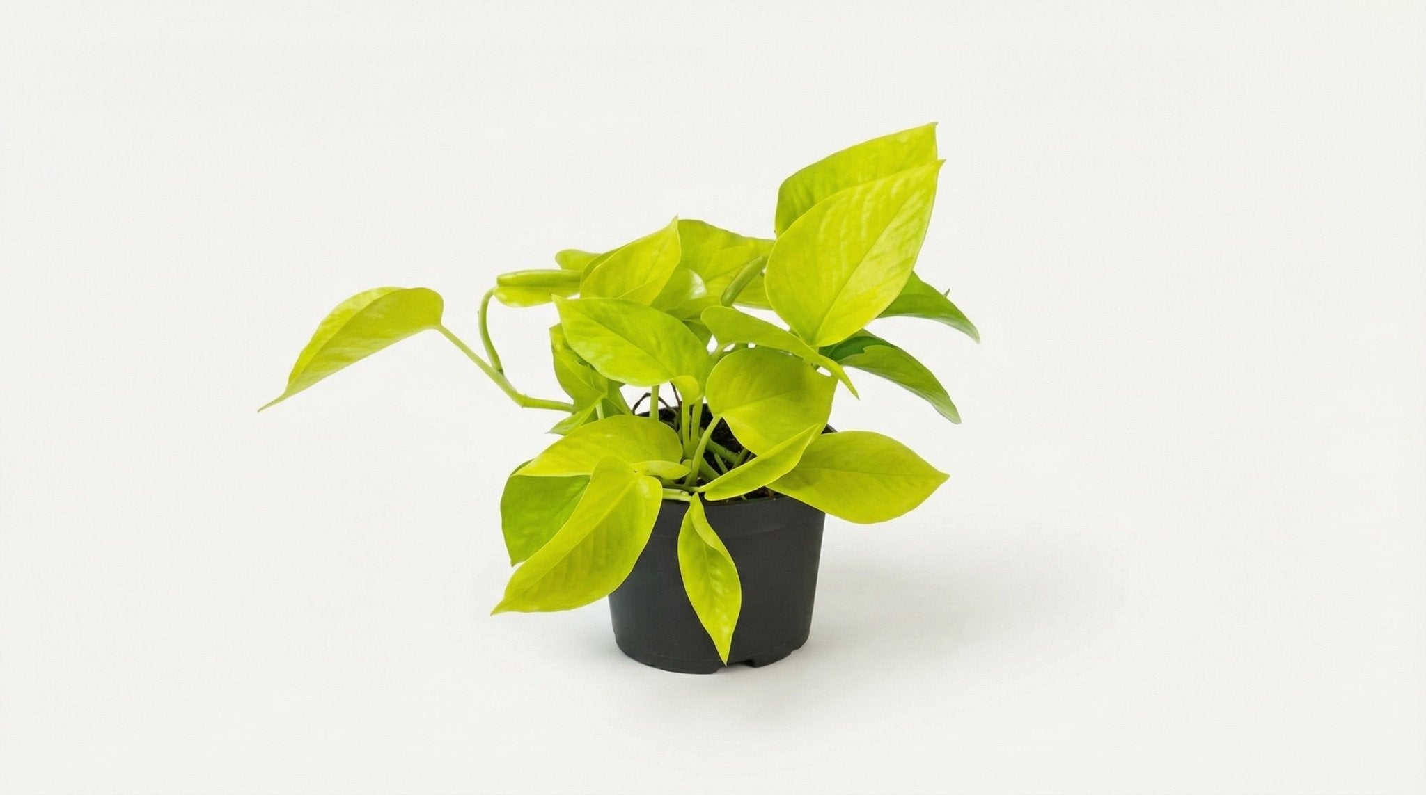 Epipremnum Golden Pothos Scindapsus P 12 H 15 cm - 2872 - PlantenShop24