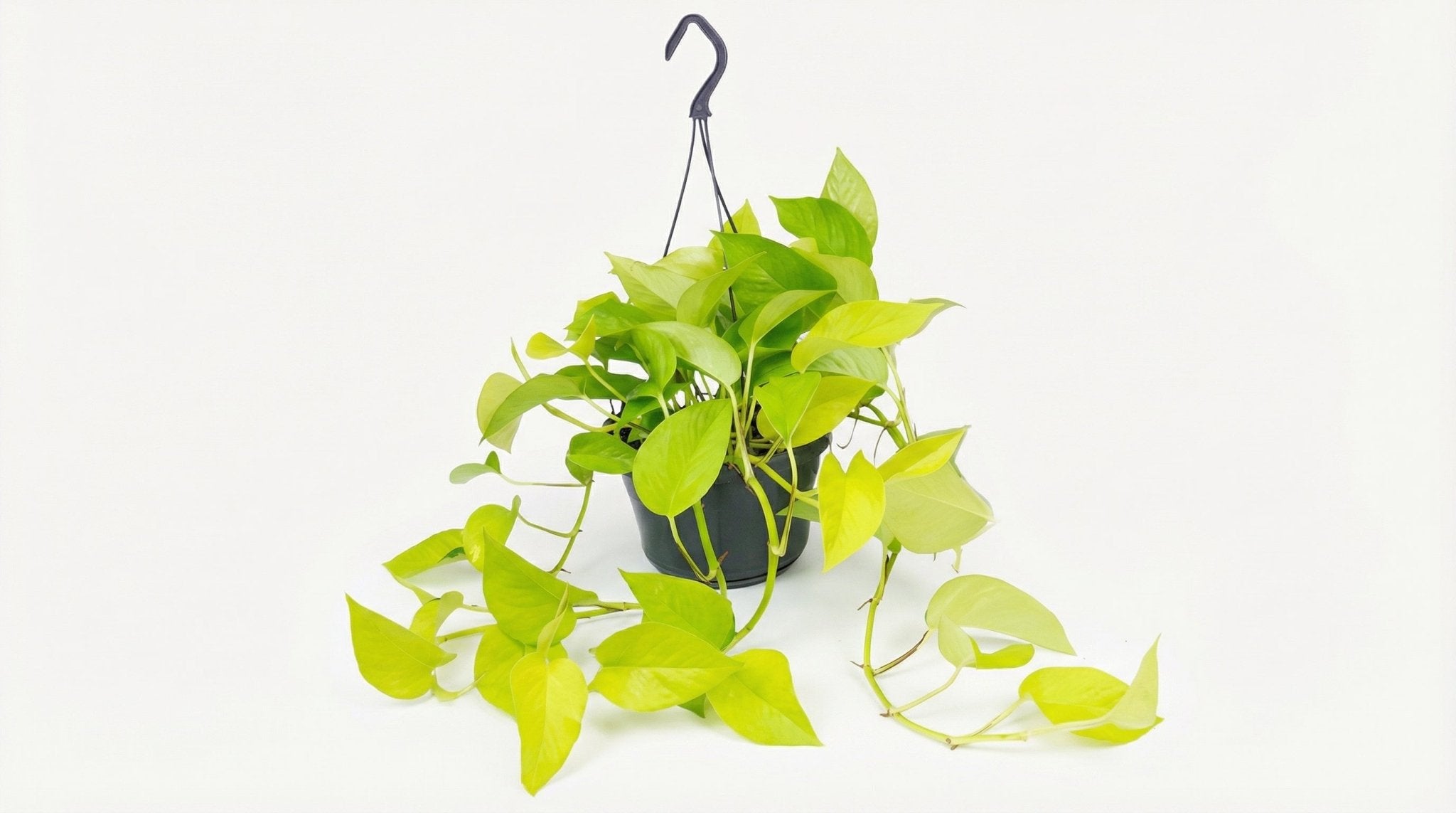 Epipremnum Golden Pothos Scindapsus P 15 H 25 cm - 2874 - PlantenShop24