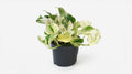 Epipremnum Happy Leaf Scindapsus P 12 H 15 cm - 2877 - PlantenShop24