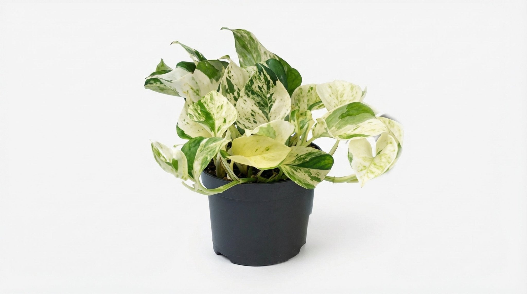 Epipremnum Happy Leaf Scindapsus P 12 H 15 cm - 2877 - PlantenShop24