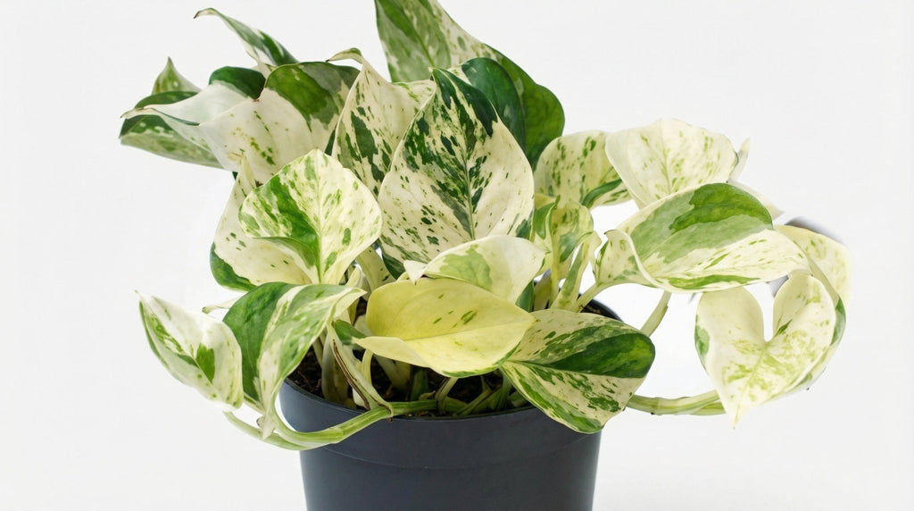 Epipremnum Happy Leaf Scindapsus P 12 H 15 cm - 2877 - PlantenShop24