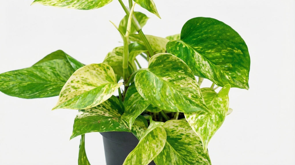 Epipremnum Marble Queen - Scindapsus P 15 H 25 cm - 2880 - PlantenShop24
