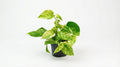 Epipremnum Marble Queen - Scindapsus P 15 H 25 cm - 2880 - PlantenShop24