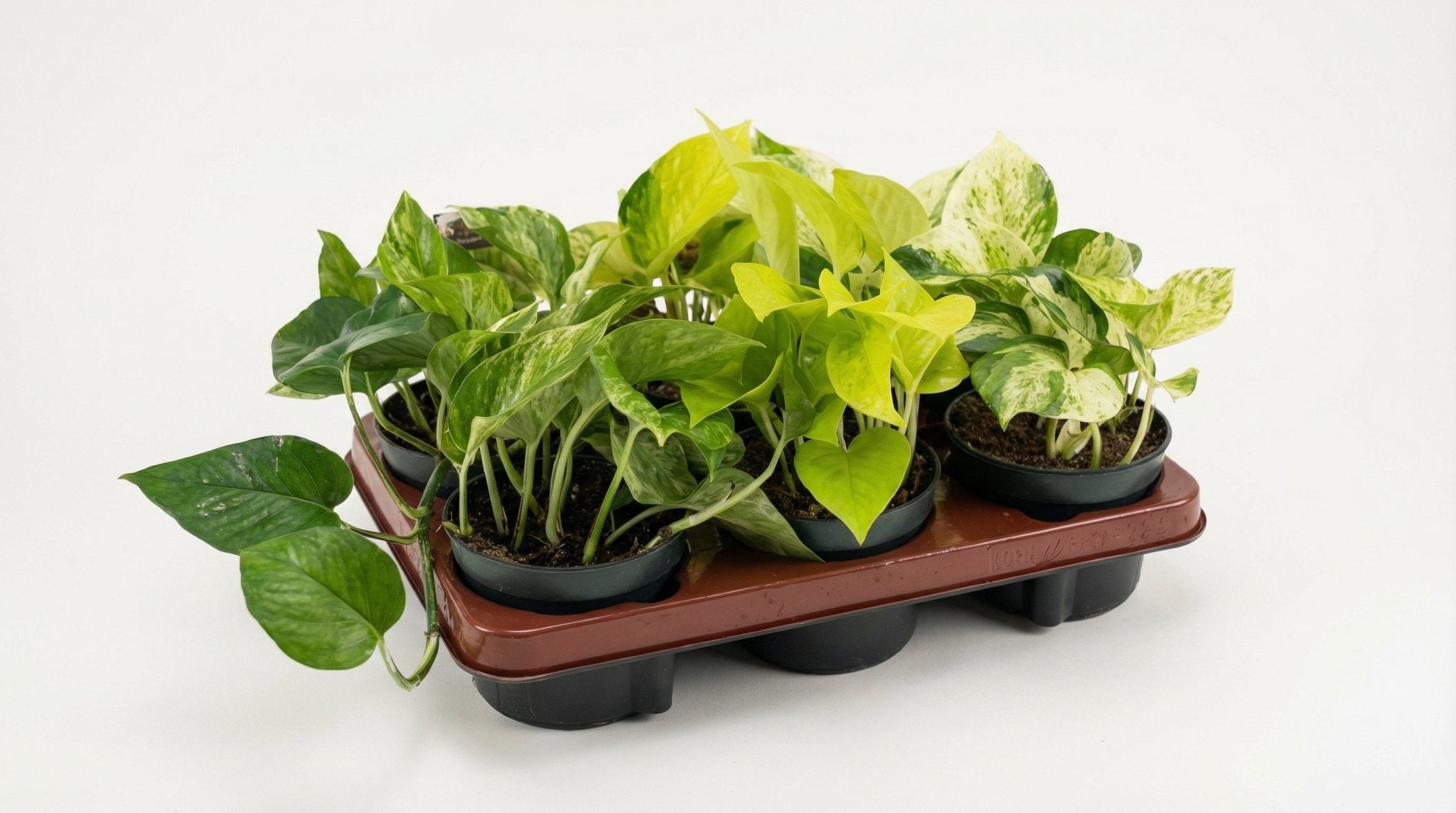 Epipremnum Mix (6x) P 12 H 15 cm - 10591 - PlantenShop24